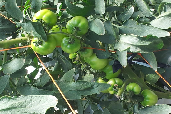 Greenhouse Tomatoes Greenhouse Tomatoes