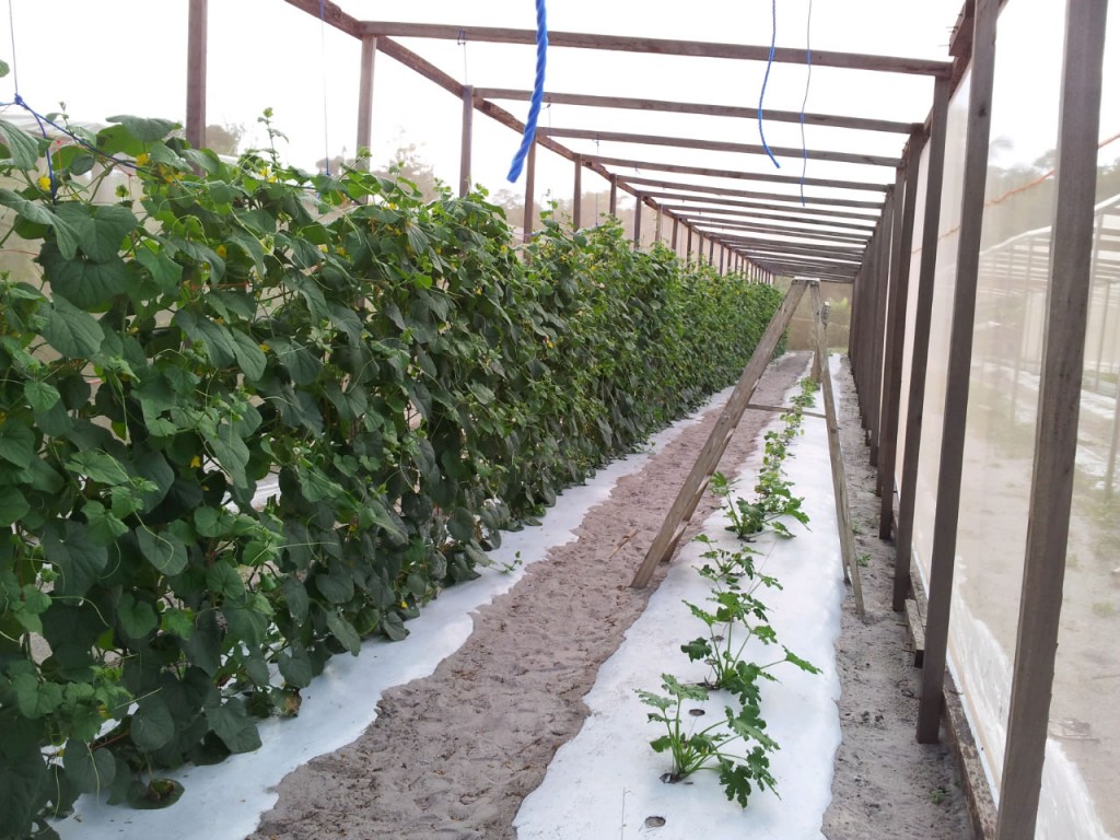 JTM_Greenhouse_Oct2012